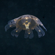 Illustration for article titled It Seems That Aliens Are Living Under the White Sea